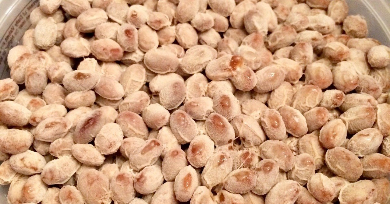 納豆オタクも唸る納豆、ここマサチューセッツにあり！｜StudioHyacinth