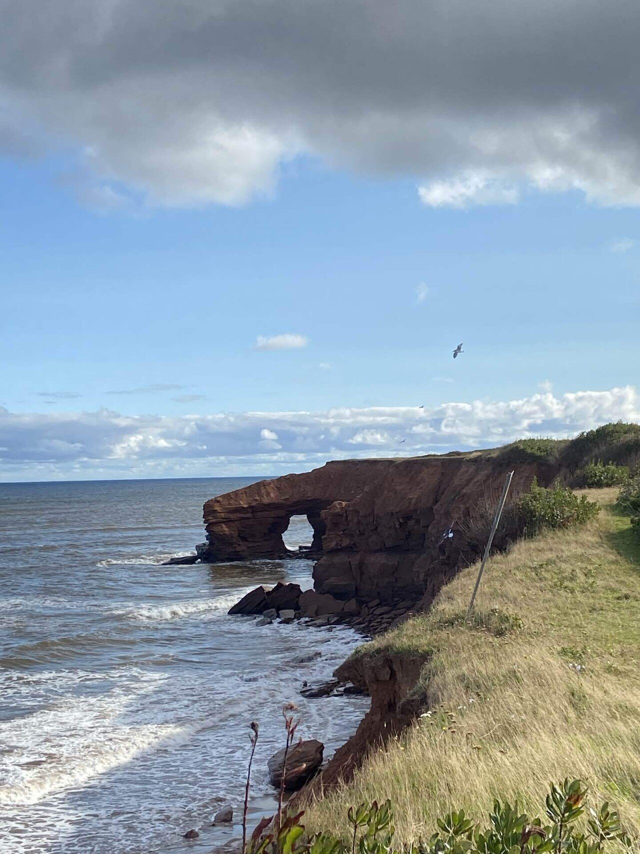 フォト日記】赤毛のアンを一行も読んだことがない私のプリンス
