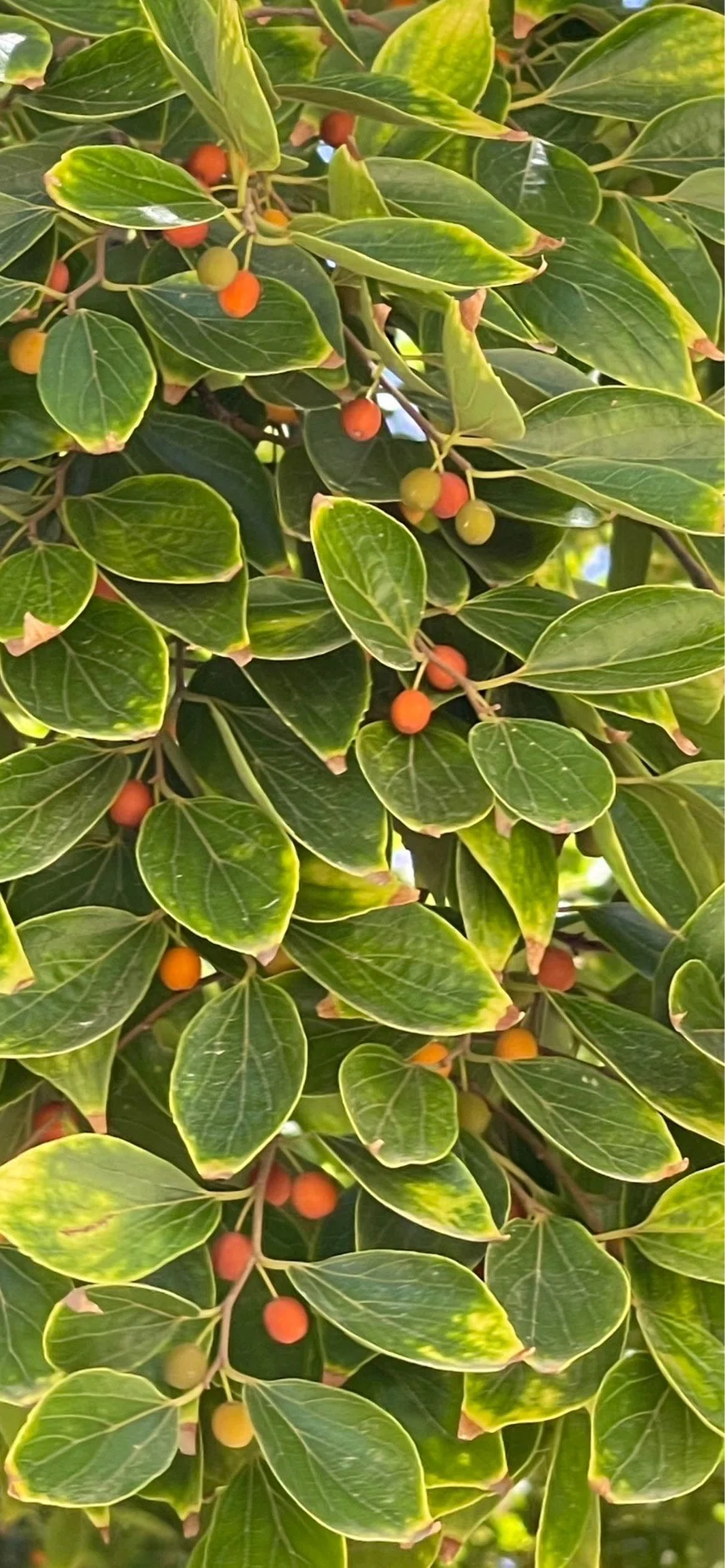 榎｜EGGSEED