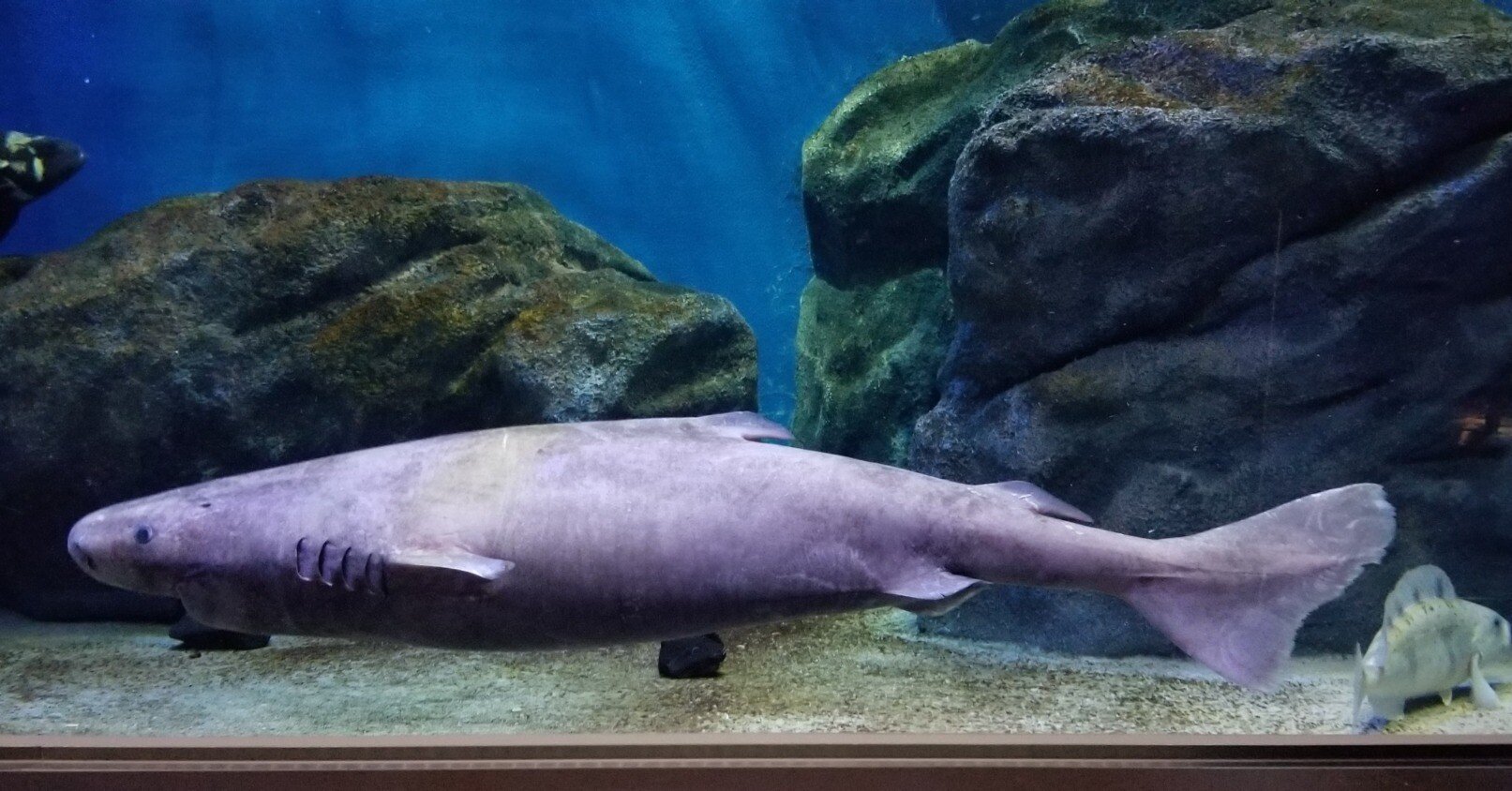 みそきんブームの波に乗るサメ 踏切で釣りPART2スペシャル | しんかい6500・ダイオウグソクムシ