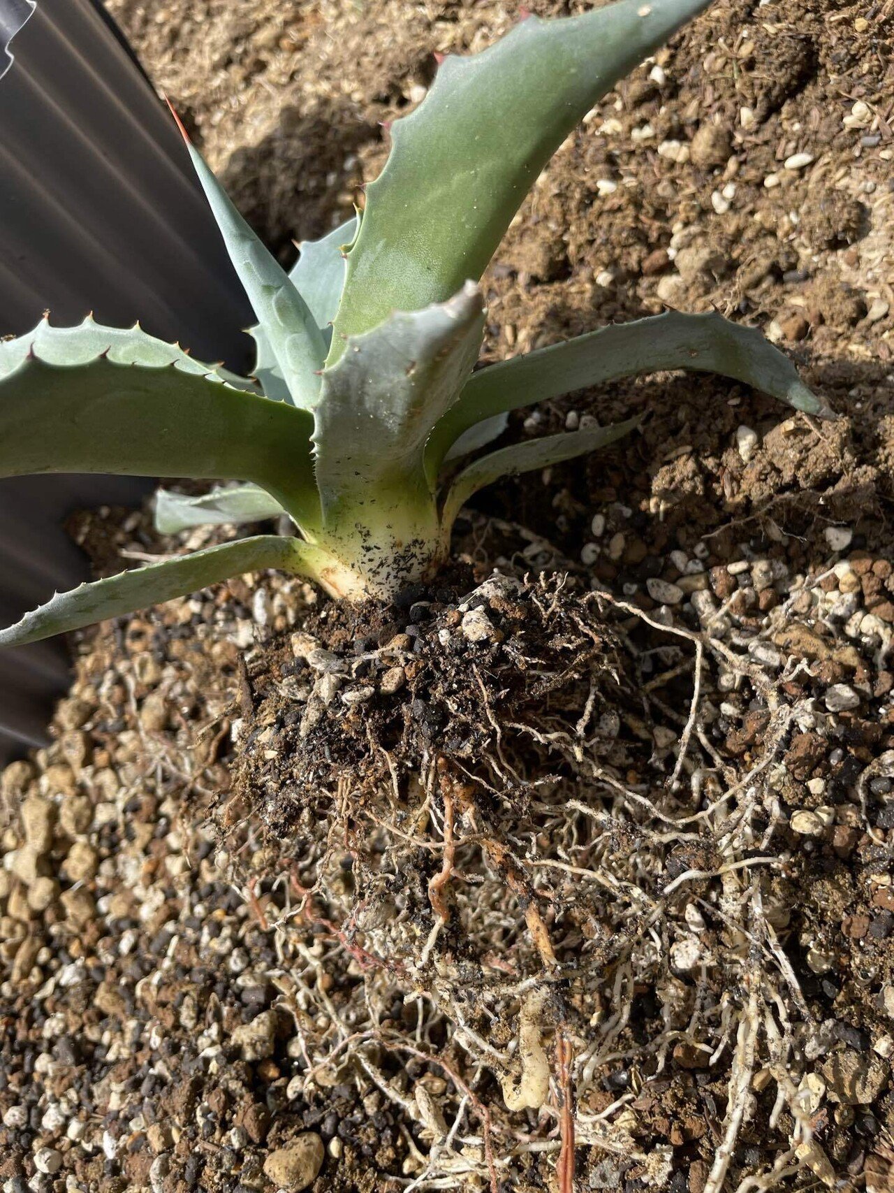 アガベの地植え開始｜トミヒロ