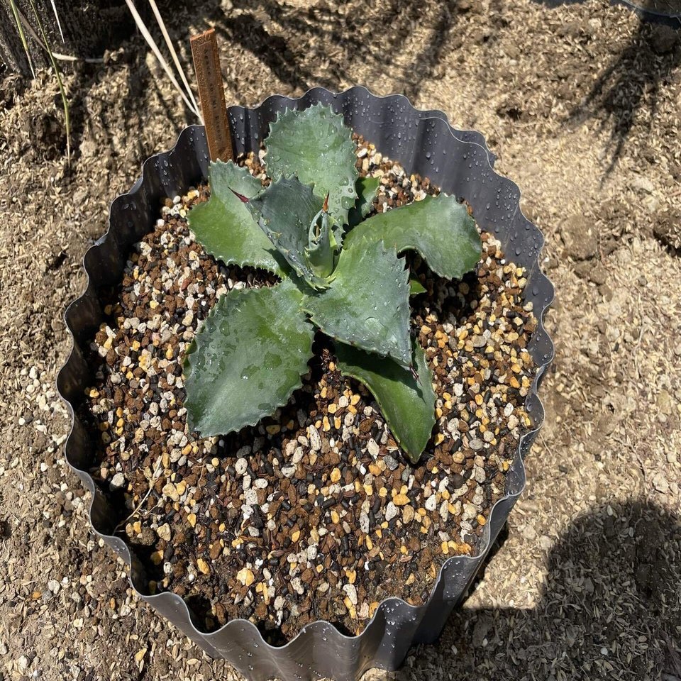 アガベの地植え開始｜トミヒロ