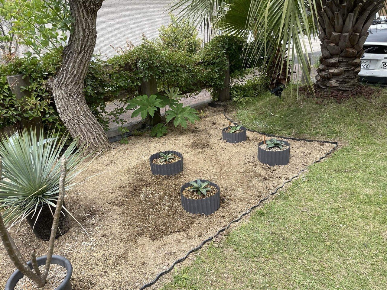 アガベの地植え開始｜トミヒロ