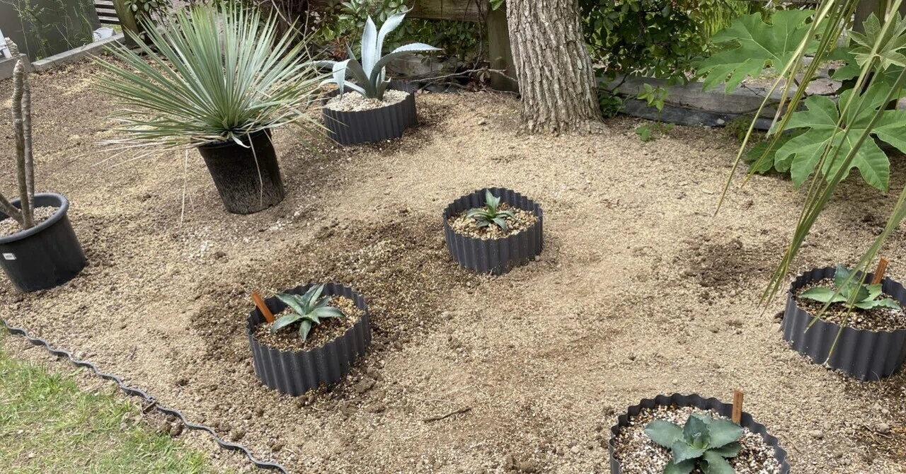 アガベの地植え開始｜トミヒロ