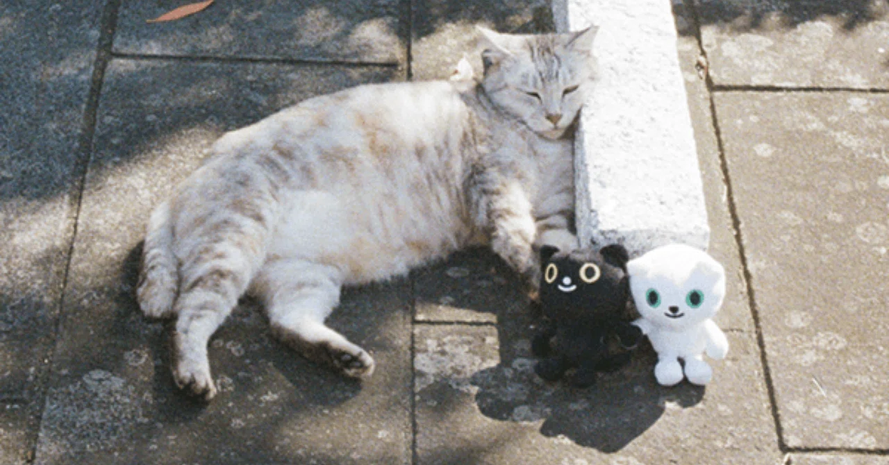 東の谷中と西の長崎でねこ探し！日本全国津々浦々ねこスナップ｜ヤマト