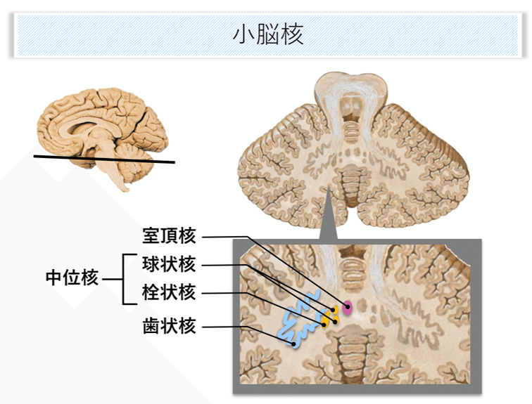 脳画像×小脳機能⑭ ～小脳核～｜かずん