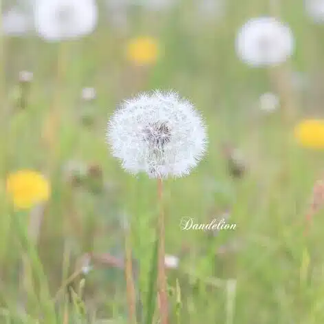 FLUFF