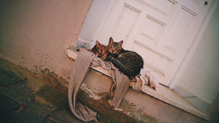 La Marsa / Tunisia チュニジア、ラ・マルサの道端。一緒に寝てる猫たち。くっついてた方が暖かいのか。