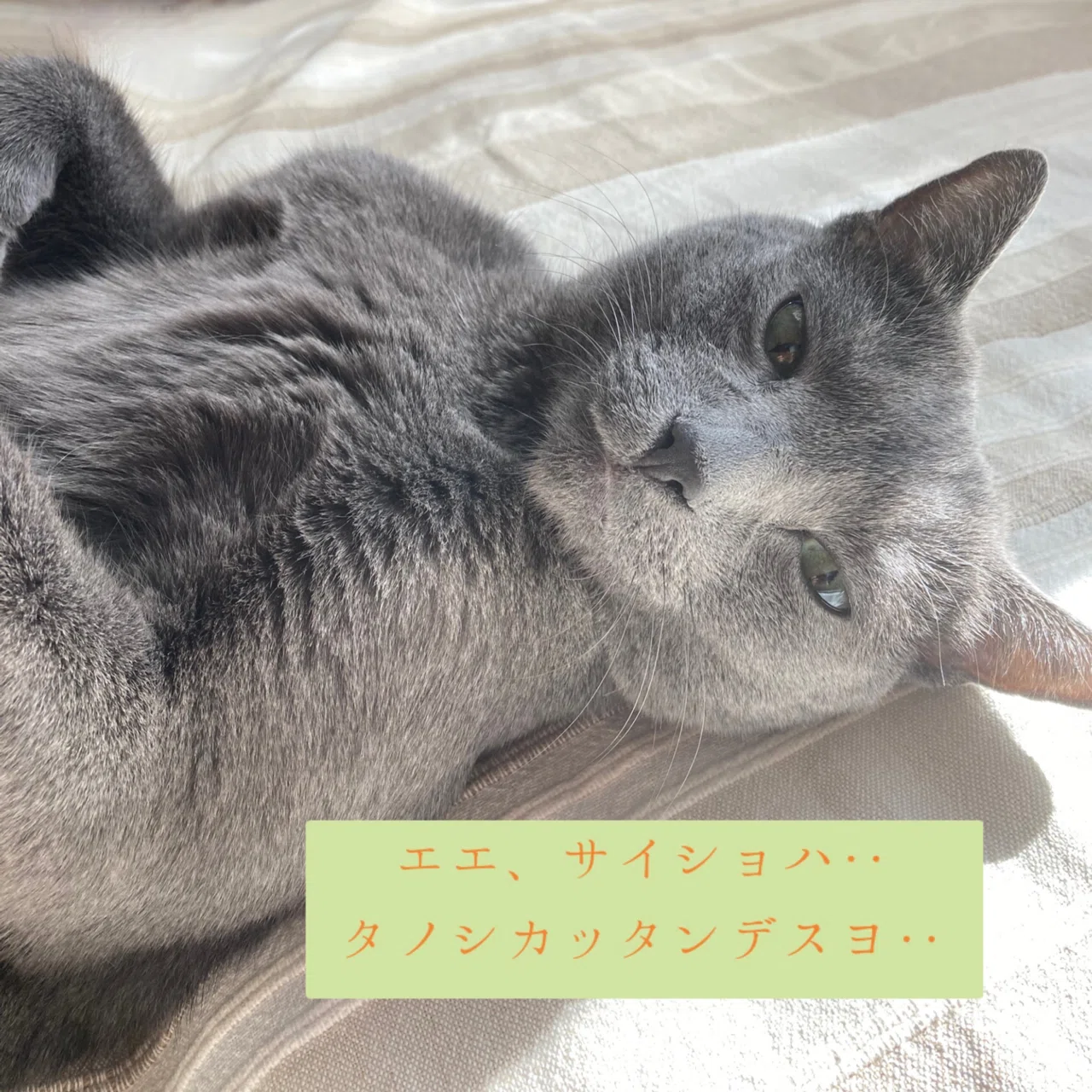 野良猫と並走した話【保護猫はロシアンブルー・日常編⑧】｜ねこのって