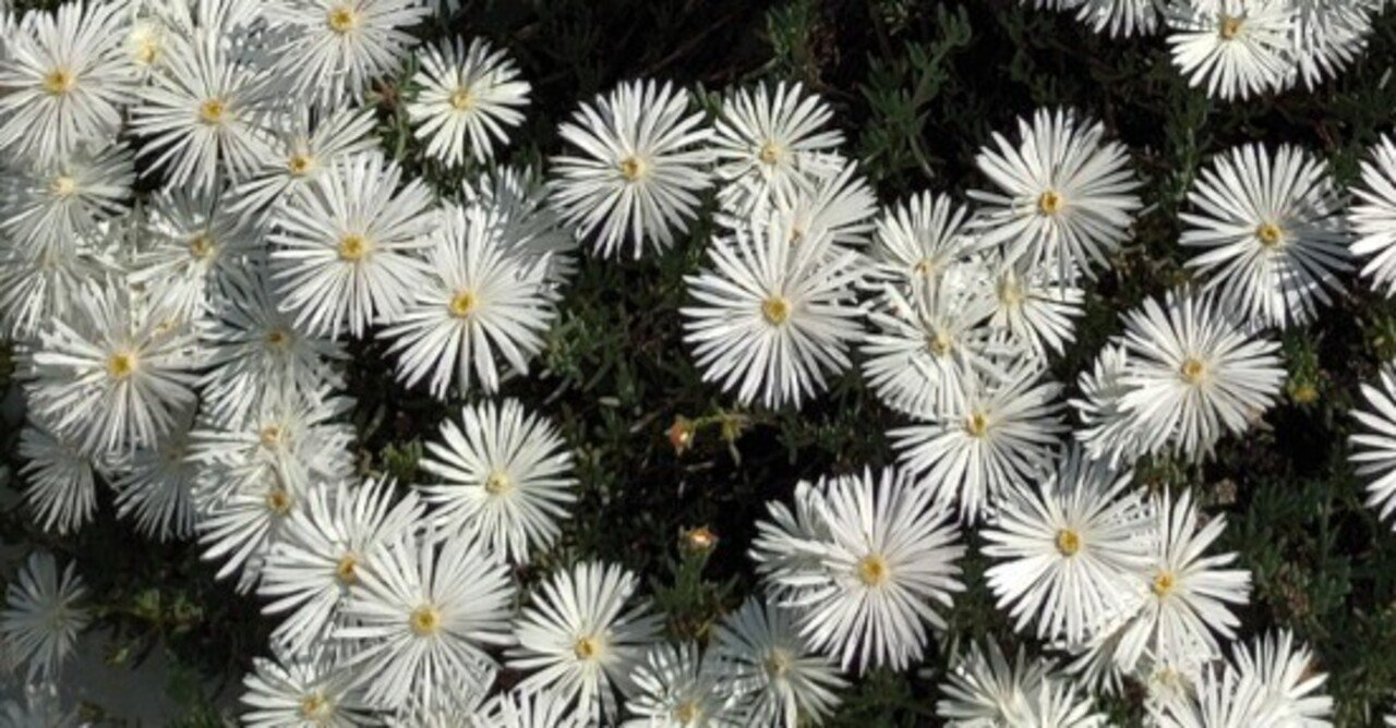 松葉菊いっぱい♪ 松葉菊いっぱい♪ マツバギク （松葉菊）｜こすもす（Ken Matsubayashi）