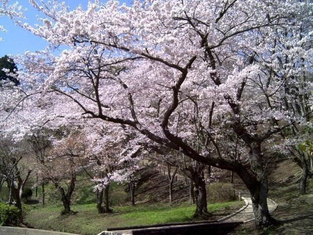日帰りツーリングで関東近郊の桜を見に行こう 樋口 優奈 怠惰な優等生 Note 日帰りツーリングで関東近郊の桜を見に行こう 樋口 優奈 怠惰な優等生 Note