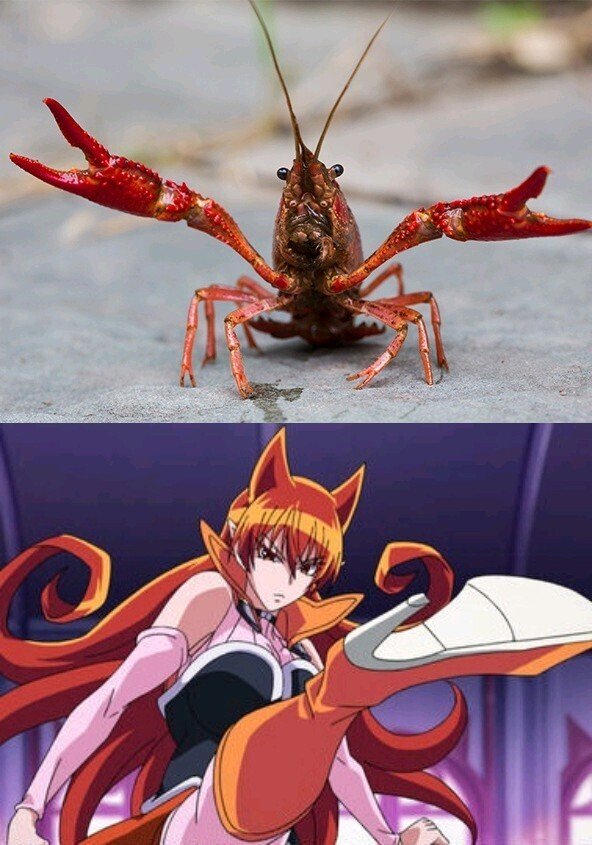 1927年5月12日、食用カエル(ウシガエル)の餌としてアメリカザリガニが