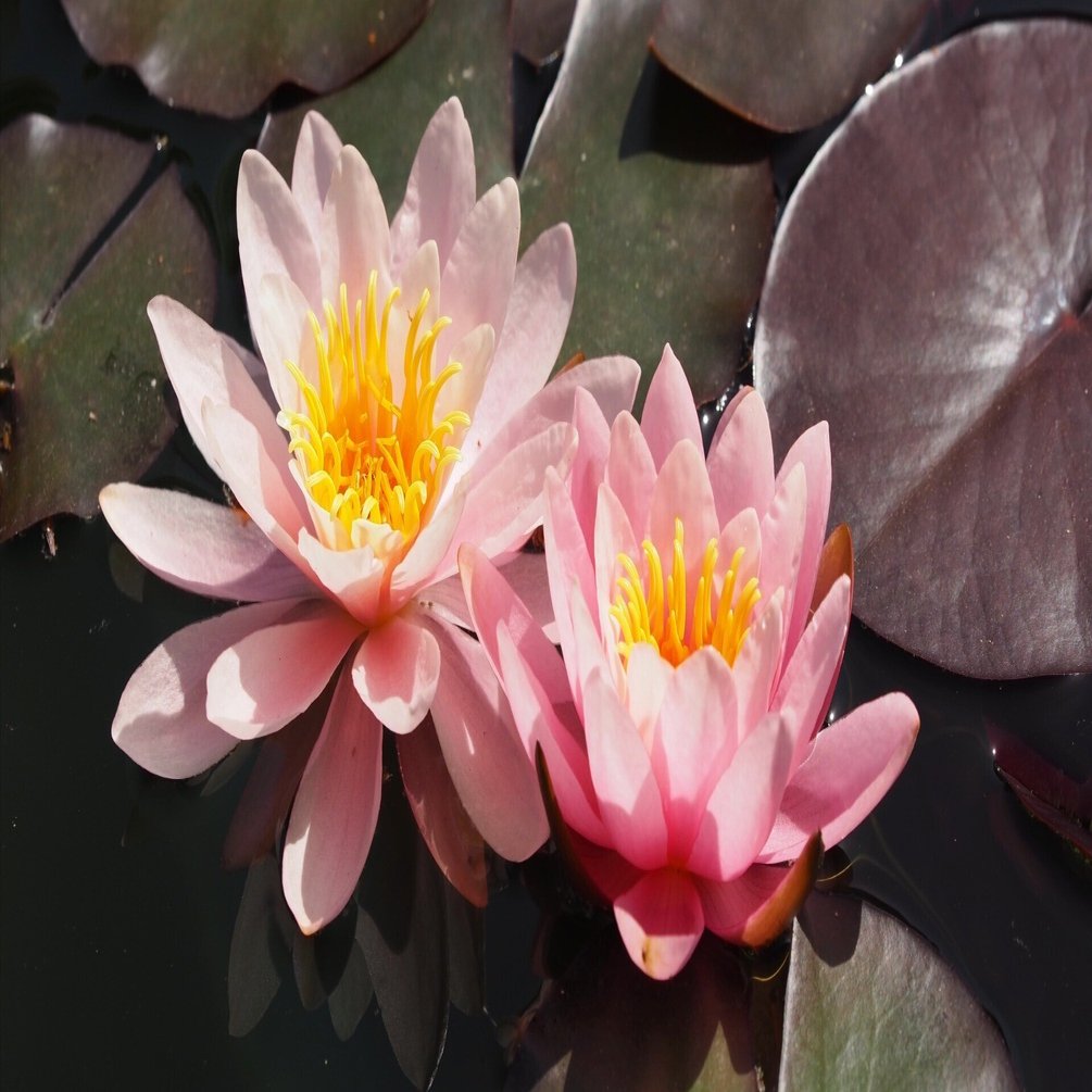 モネの睡蓮の世界 - 滋賀・水生植物公園 みずの森｜Akio van der Meer