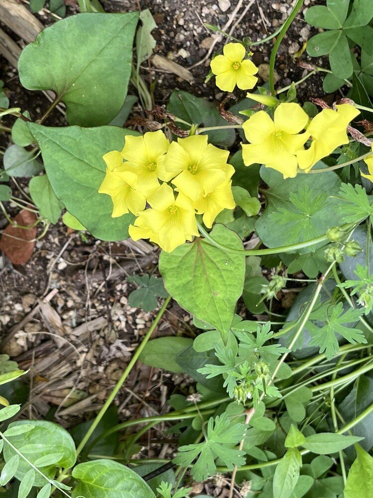 野に咲く花のよーに🎵よーけ勝手に咲いてます。