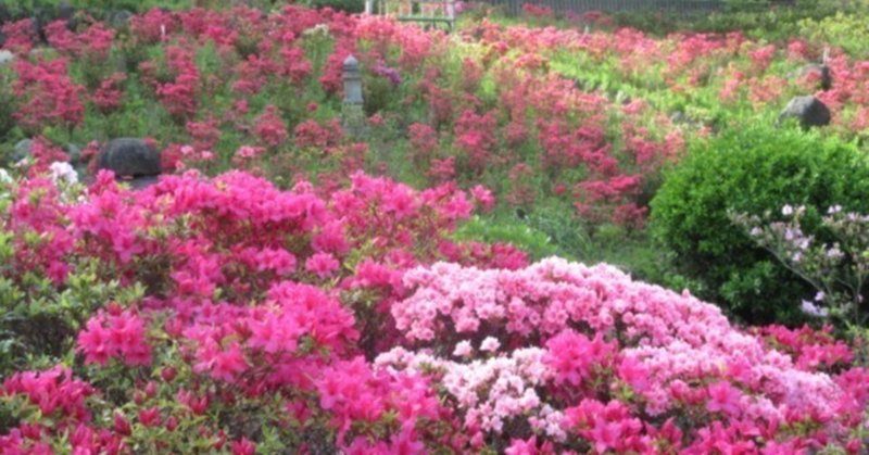 23.04.11A　葉山 ” 花の木公園 ” のツツジが見頃の頃  ＿ NikonimageSpace