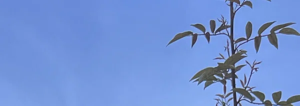 捨て鉢|note