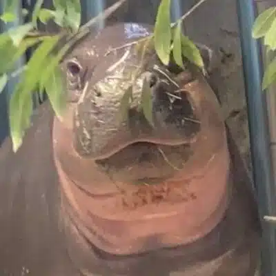 ミニカバのミニちゃん🦛