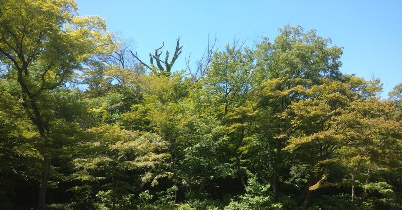 山手線の駅から徒歩すぐの森をあるく。