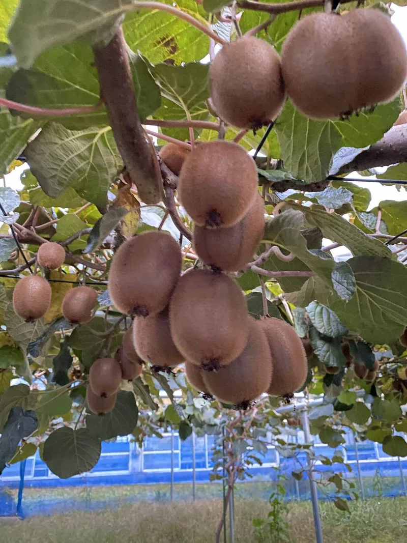キウイフルーツ開花宣言!特徴的な花とミツバチの力で美味しい実へ|霜島農園 くにお