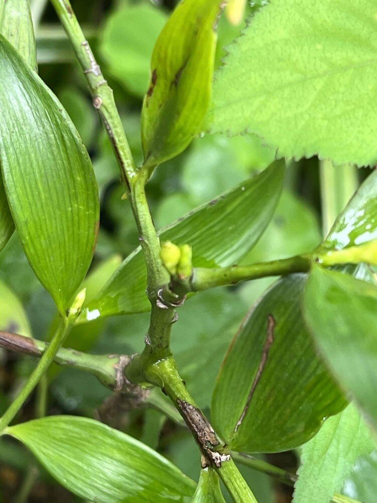 世界遺産の御神木「竹柏なぎ」奈良の植物園で売ってた。即買い。