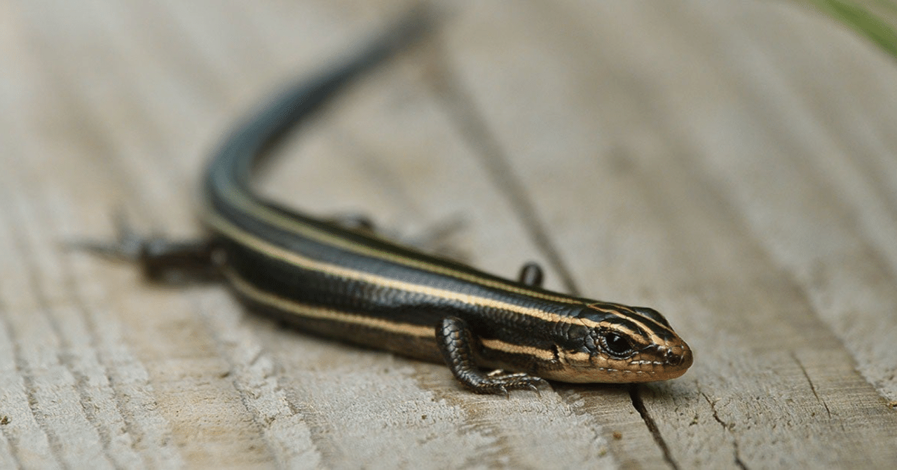 トカゲいろいろ｜shinmr