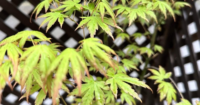 かんたん求肥と初夏のおやつ