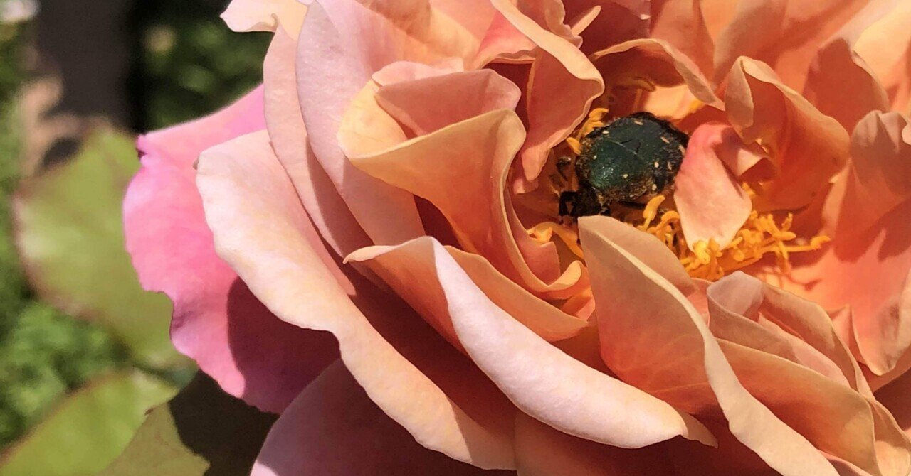 一輪の薔薇と、近寄る昆虫 一輪の薔薇と、近寄る昆虫