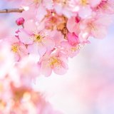 桜ひぐれ
