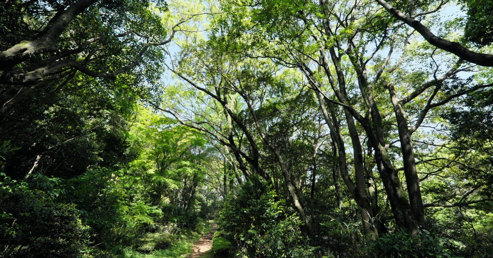 マザーツリー｜燿 (hikari)