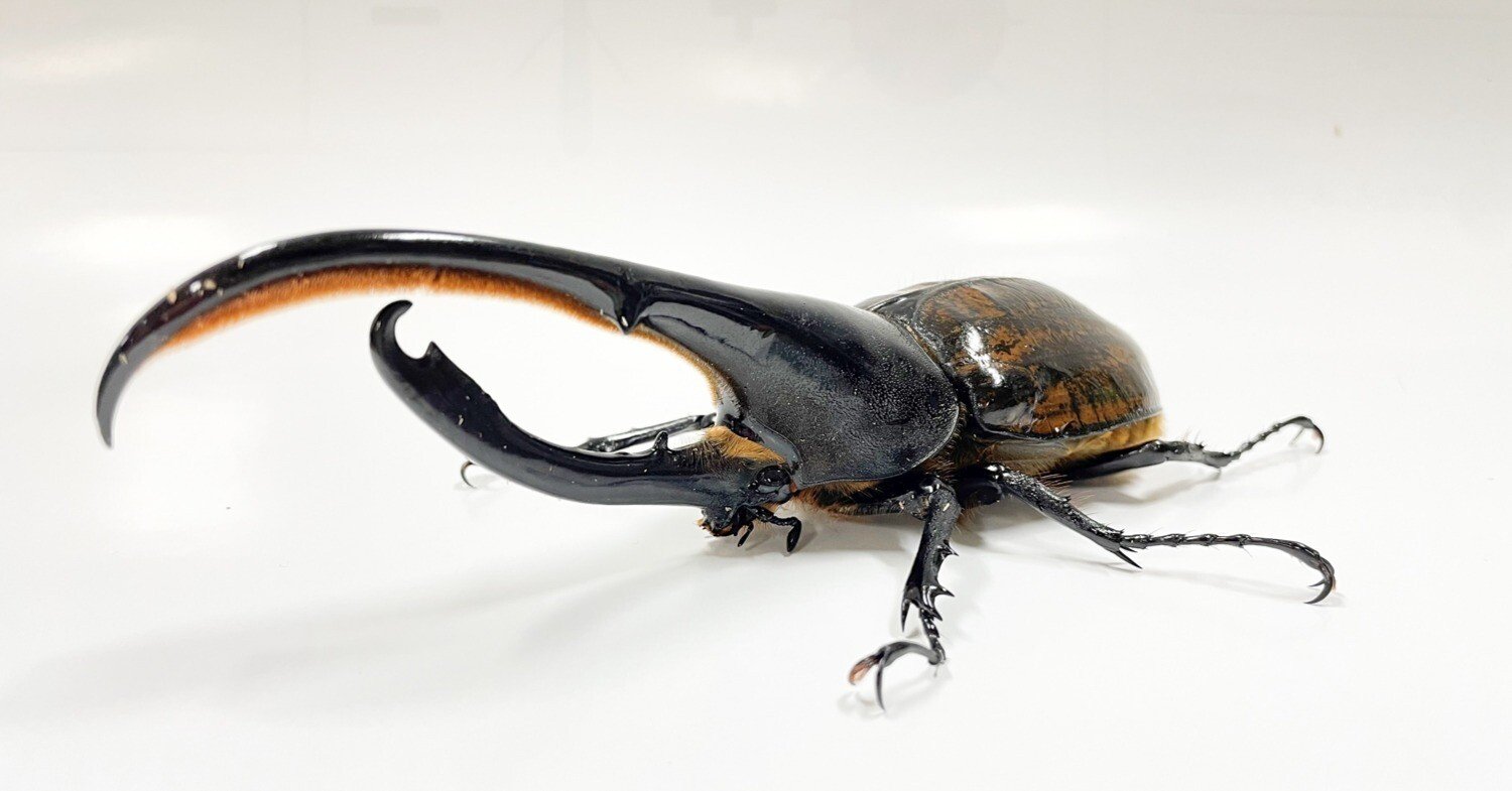 ヘラクレスオオカブト展示の舞台裏｜竜洋昆虫自然観察公園