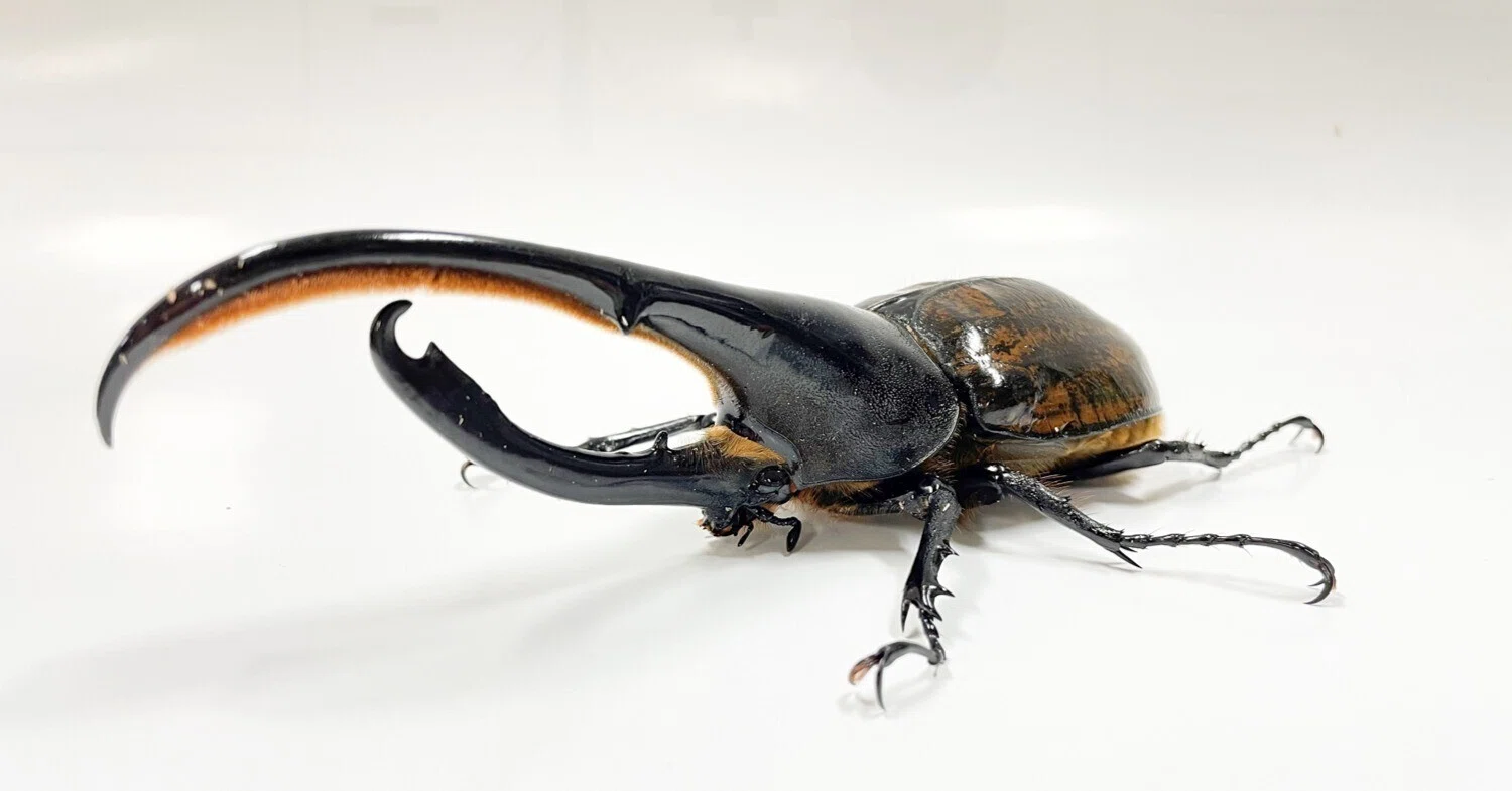 ヘラクレスオオカブト展示の舞台裏｜竜洋昆虫自然観察公園