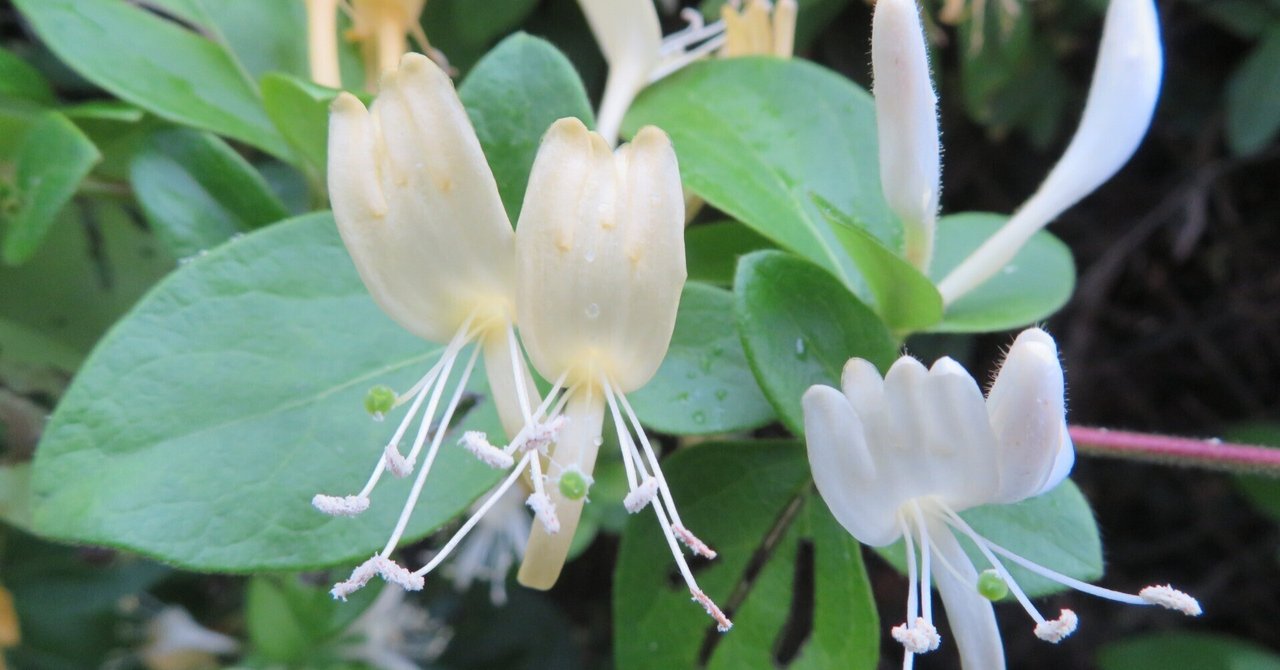 甘くやさしい香りの花スイカズラ｜雲仙人