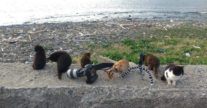 How to get to cat Island. Ainoshima Island.