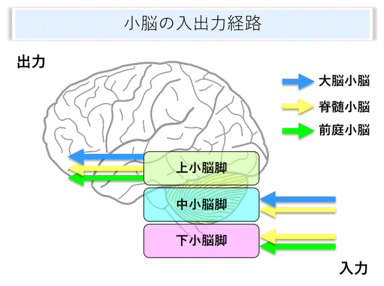 脳画像×小脳機能⑮ ～小脳脚～｜はらかずみ