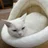 ミケねこ