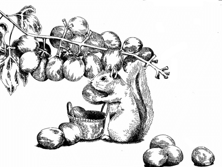 ペン画 ぶどう狩り｜nerko（ネルコ）@水彩イラスト