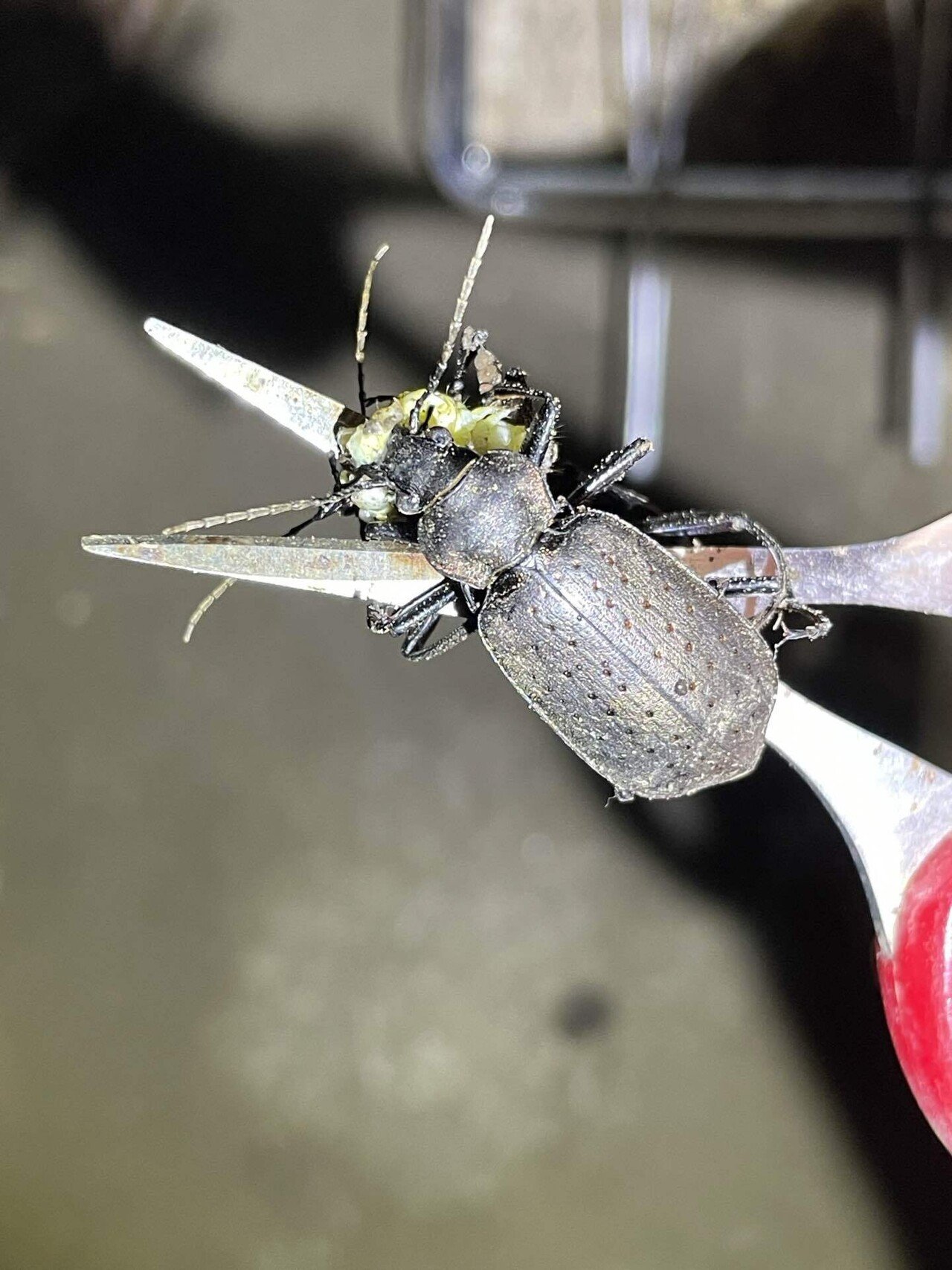 マダガスカルのカタビロオサムシ マダガスカルのカタビロオサムシ