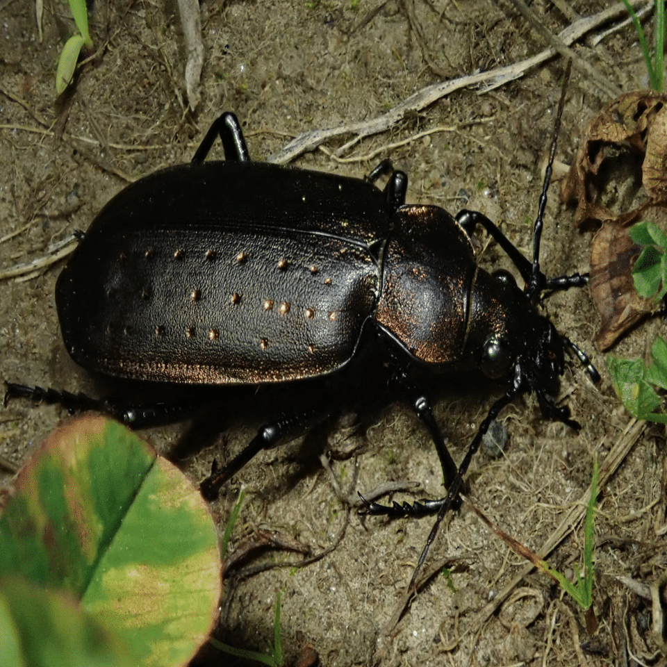 エゾカタビロオサムシ観察2023/05/15｜トモロウ