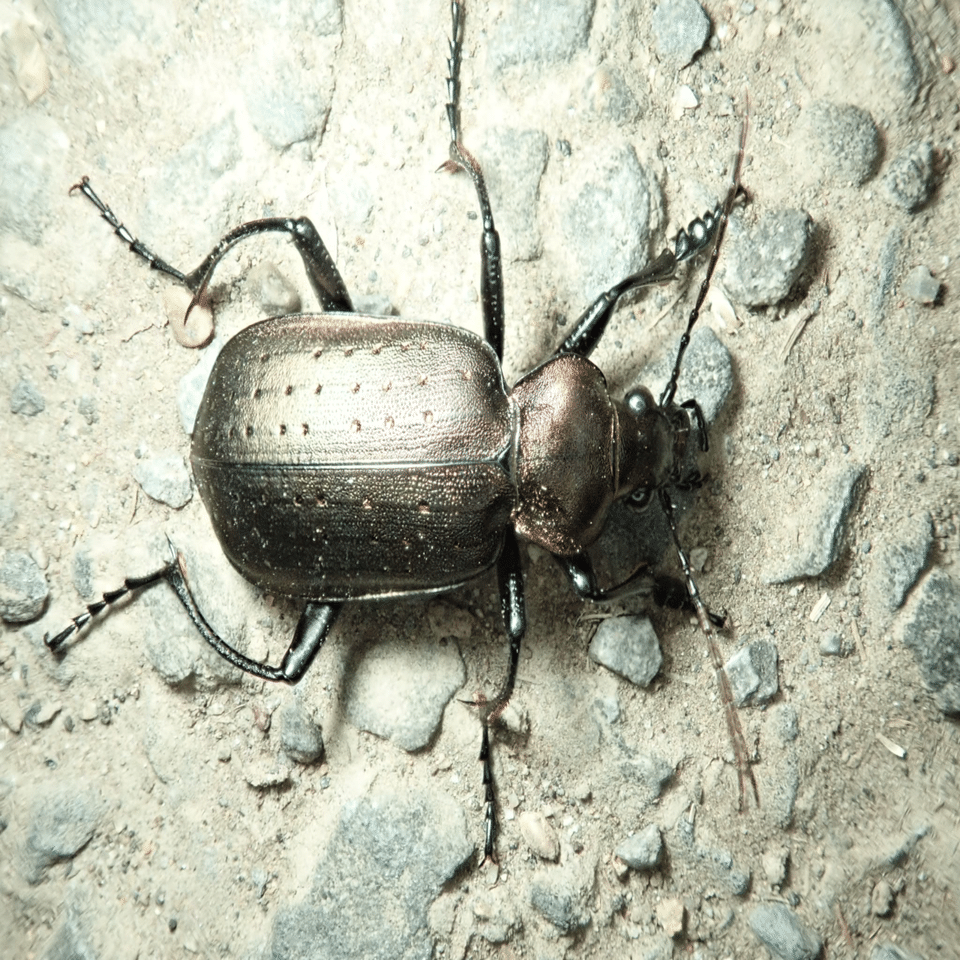 エゾカタビロオサムシ観察2023/05/15｜トモロウ