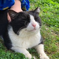 ダンサー イン ザ ダーク感想 透磨 Note