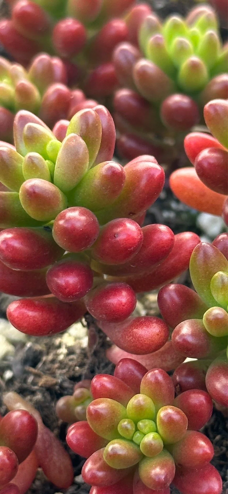 虹ノ玉｜EGGSEED