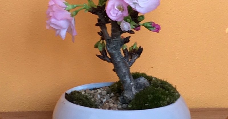 桜盆栽