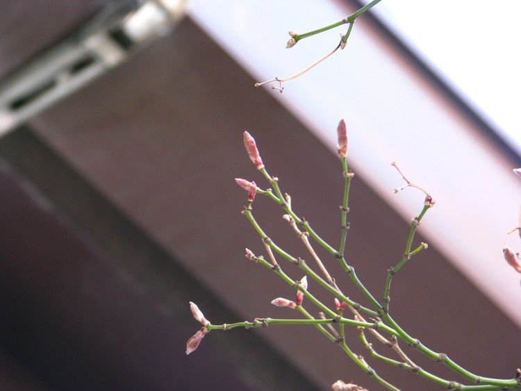 今年の桜

つぼみちゃん(๑´ㅂ`๑)