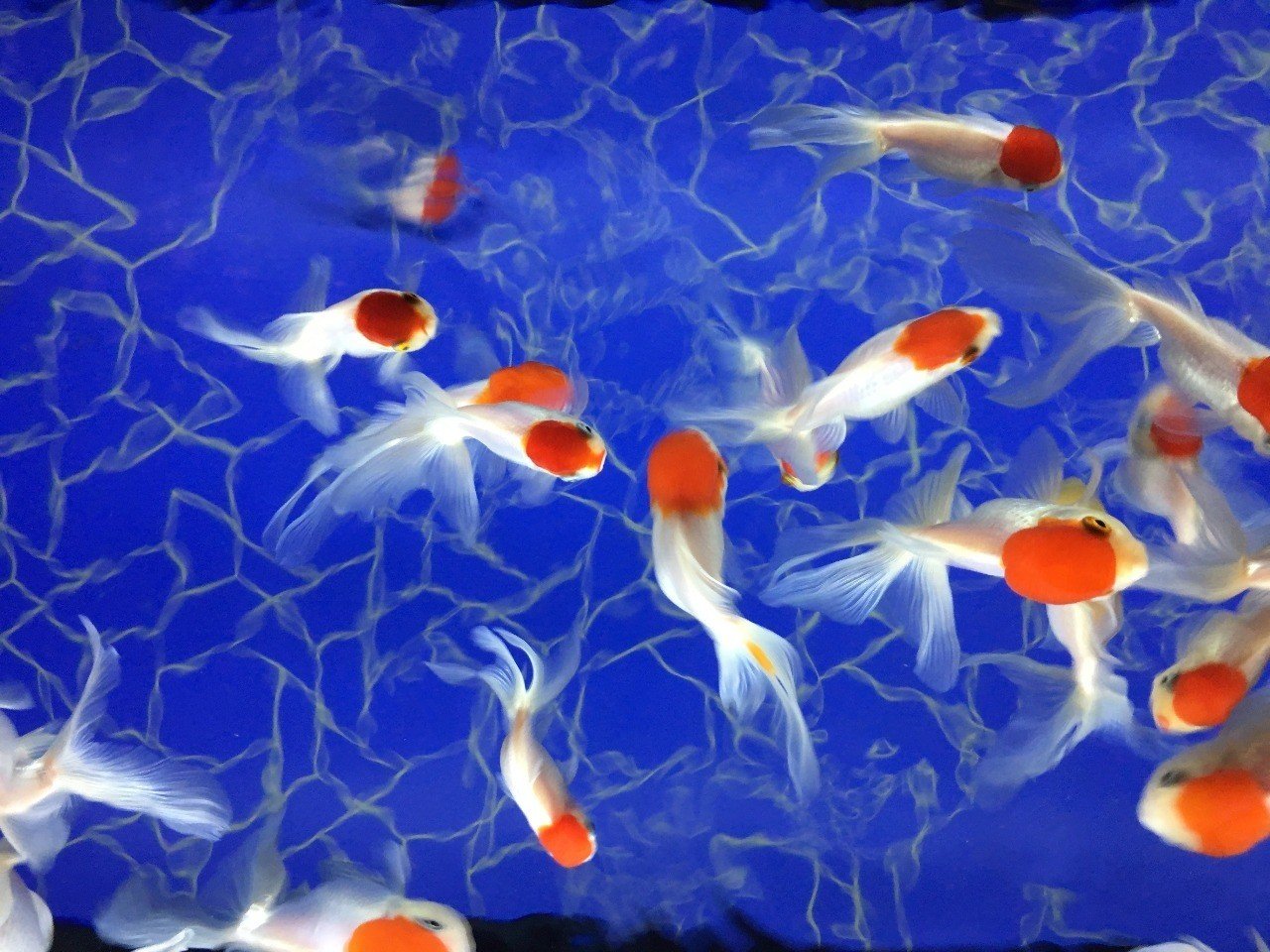 死んだ金魚を埋める夜 七 Note 死んだ金魚を埋める夜 七 Note