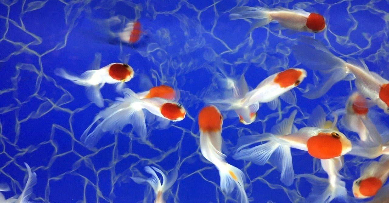 死んだ金魚を埋める夜 七 Note 死んだ金魚を埋める夜 七 Note