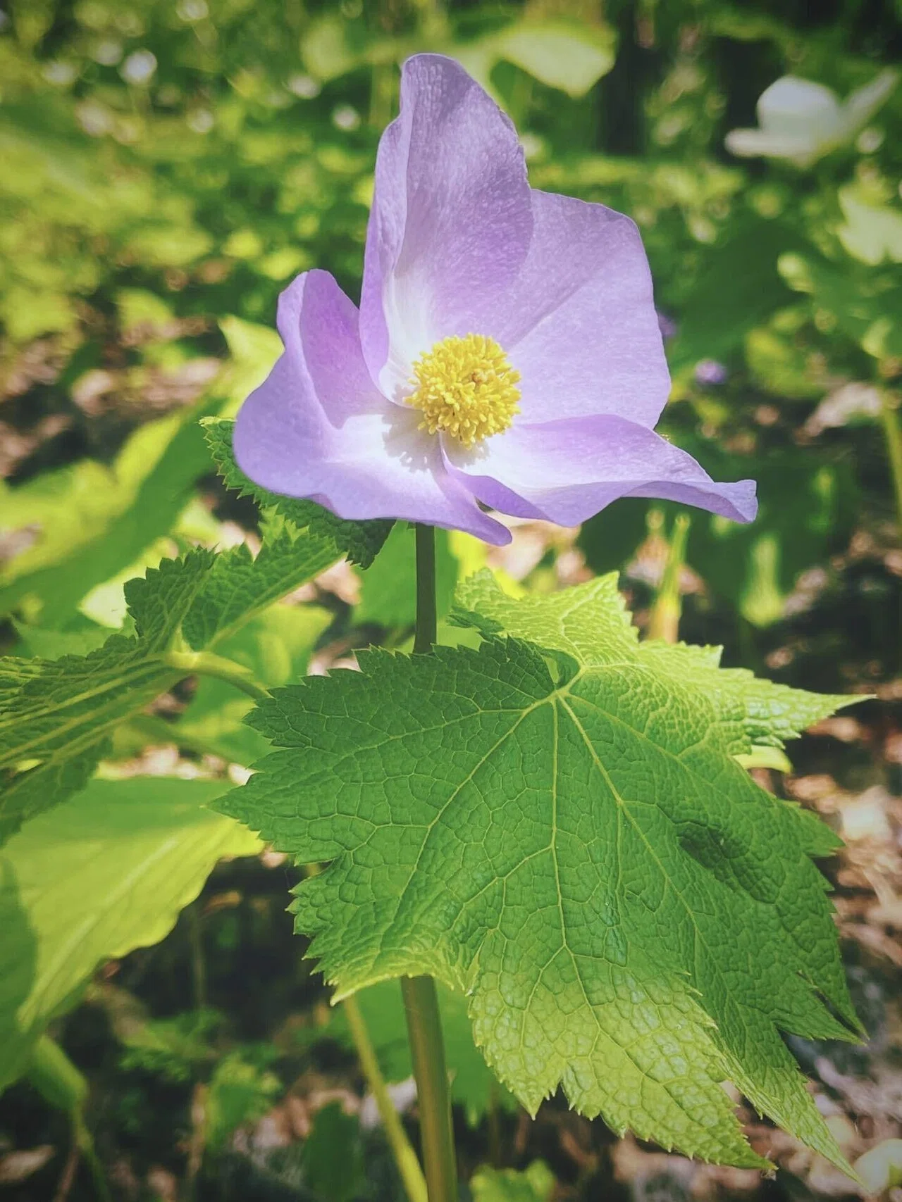 お花 ふるさとを語る】花、花、花。中札内村の六花の森に行ってきました