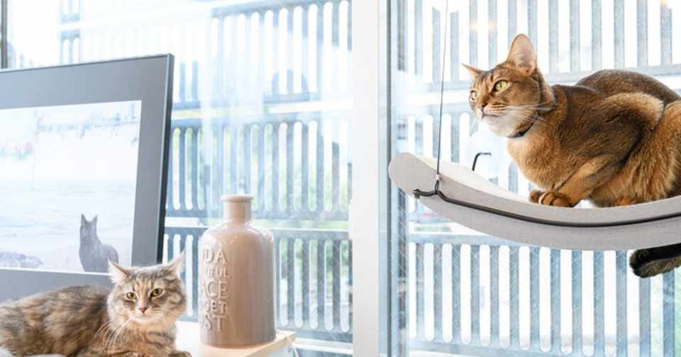 猫は小さな犬じゃない Cat Centered Designなプロダクト開発 前半編 の予定 Oyuki Catlog キャトログ Note