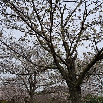 市川猿之助の両親死因は司法解剖の結果から向精神薬中毒と判明?!マネージャーの発見時に全員が泡を噴いて倒れ母親は既に死後硬直か??