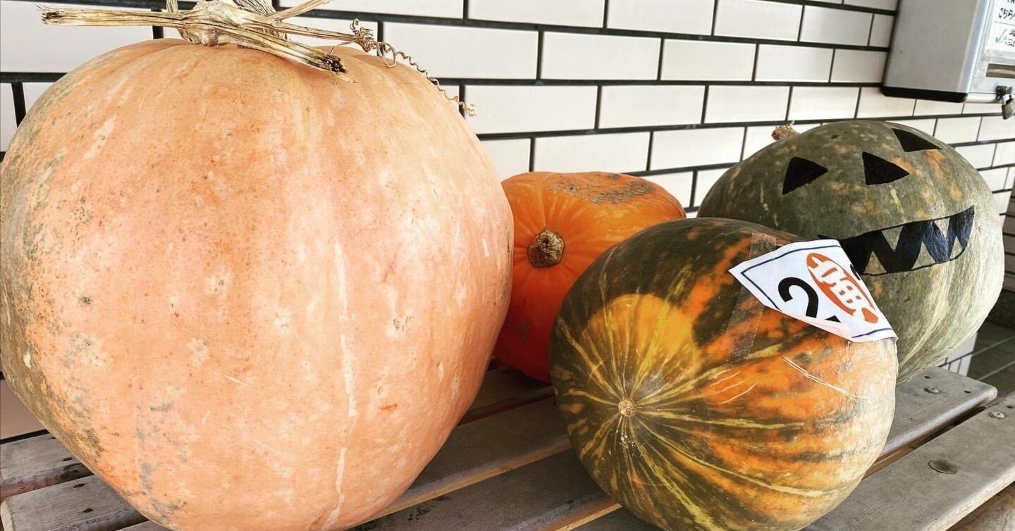 ジャンボ生かぼちゃ 観賞用