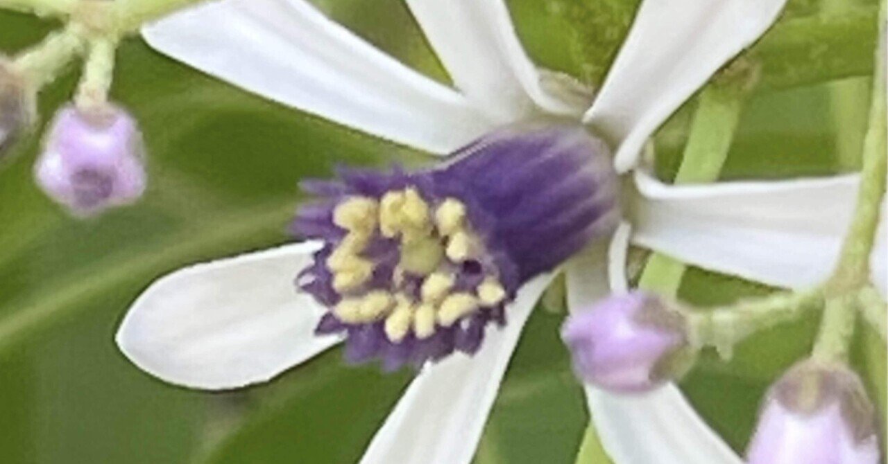  特価ブログのポータルサイト 植物図鑑 有毒植物｜EGGSEED｜note - 『有毒編』 邦楽